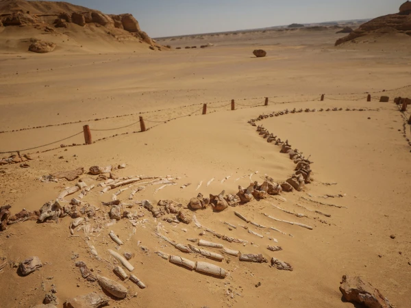 Whales once had feet, surprising discovery