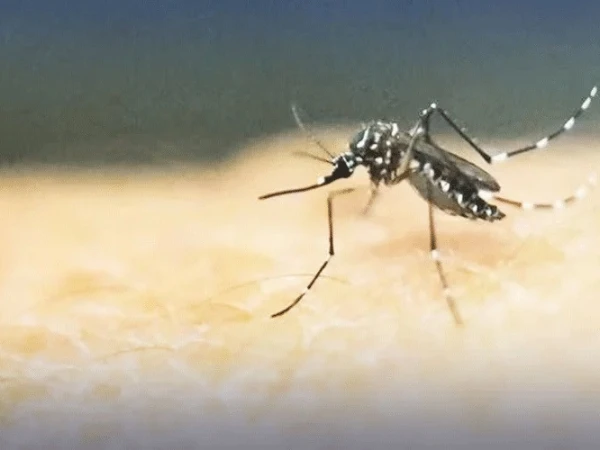 One person dies of dengue in Charsadda