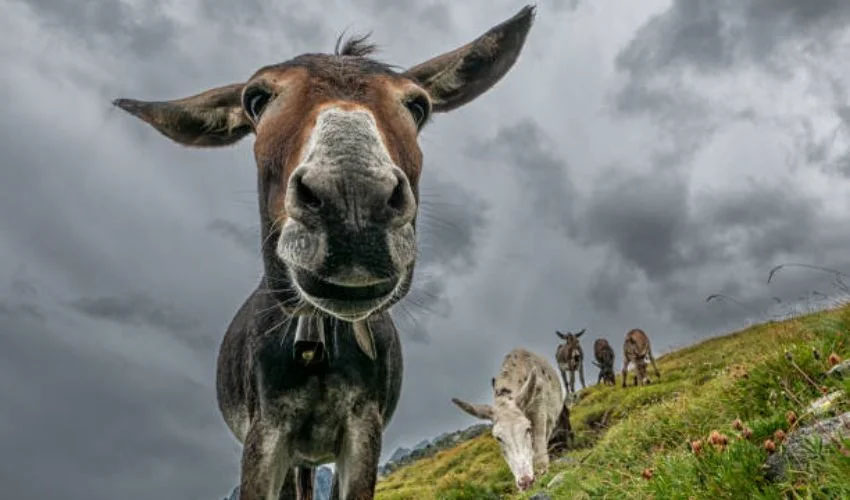 Senate panel told no system exists to test donkey meat