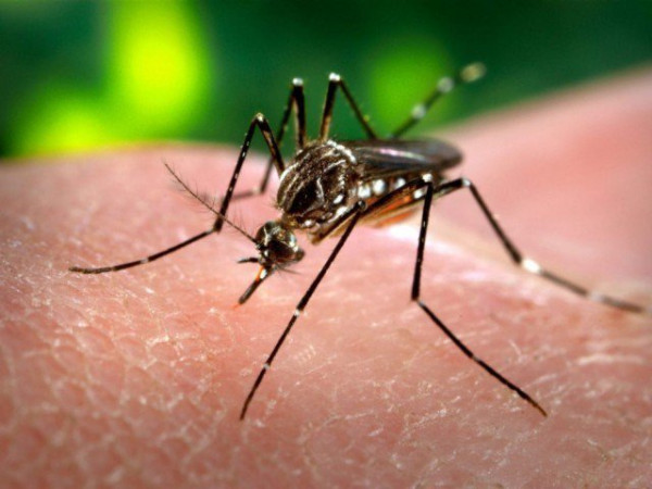Dengue mosquito attacks continue unabated in Rawalpindi, 17 more cases reported