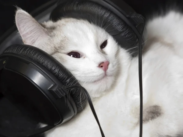 Music created by an American researcher that is only for cats