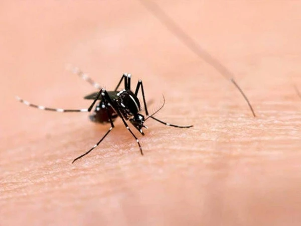 Dengue attacks continue in Sindh, total number of cases reaches 920