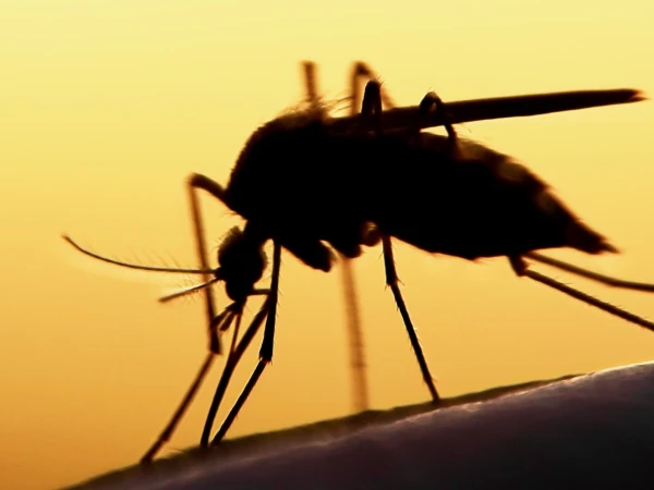 Dengue outbreaks begin to wane in Rawalpindi due to winter weather