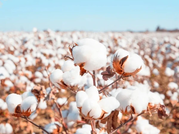 Cotton prices hit new two-year high