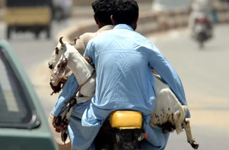 25 sacrificial goats worth Rs1.9m 'stolen' in Karachi
