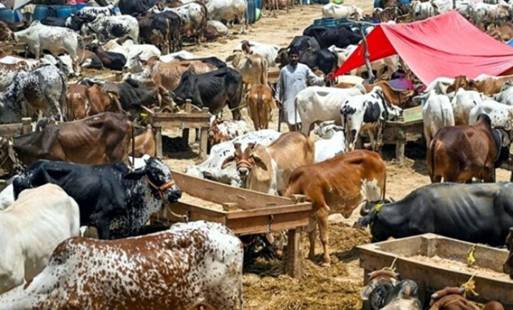 Eid-ul-Adha: ITP prepares special traffic plan for cattle markets
