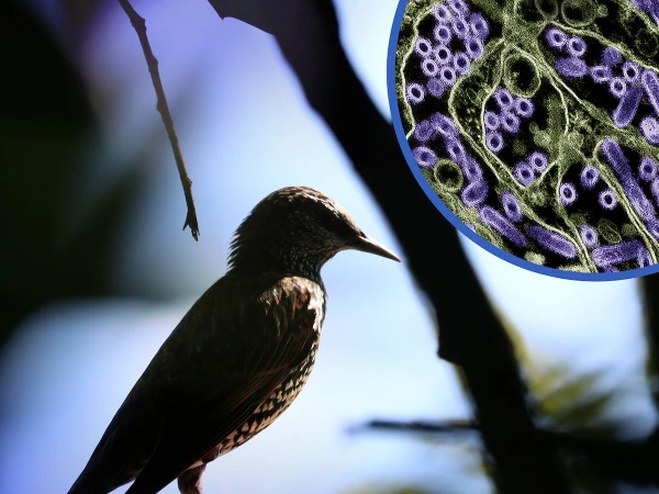 Bird flu virus confirmed in another country, emergency alert issued