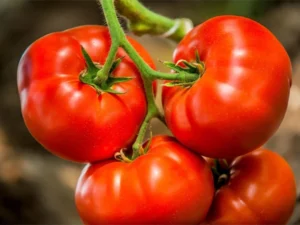 Eating tomatoes daily may help prevent dangerous liver disease: Research