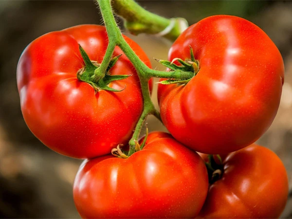 Eating tomatoes daily may help prevent dangerous liver disease: Research
