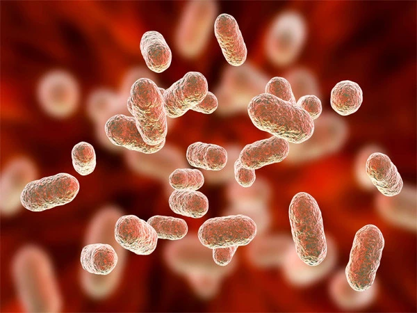 How does a plant-based diet affect gut bacteria? Important revelation