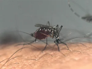 The spread of the dangerous ‘West Nile Virus’ in the United States