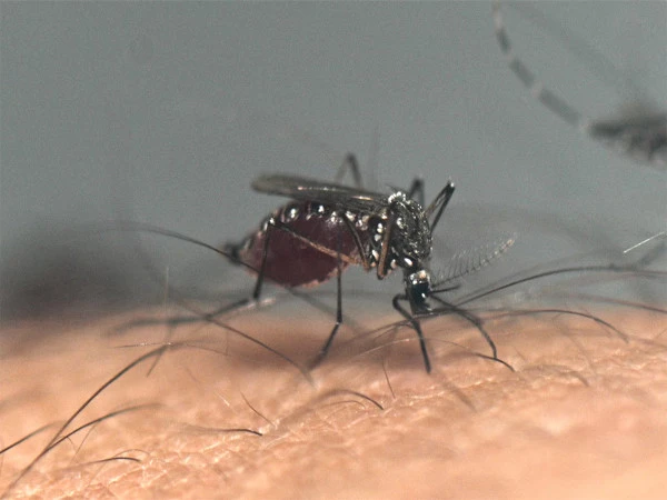 The spread of the dangerous ‘West Nile Virus’ in the United States