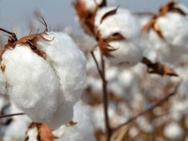Cotton production has declined alarmingly, necessitating billions of dollars in imports
